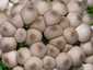 Körtealakú pöfeteg (Lycoperdon pyriforme), Visegrádi-hegység